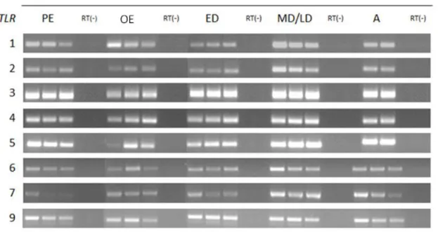Figure  4  -  Presence  of  TLR  1-7  and  9  gene  transcripts  in  the  canine  endometrium  throughout the oestrous cycle 