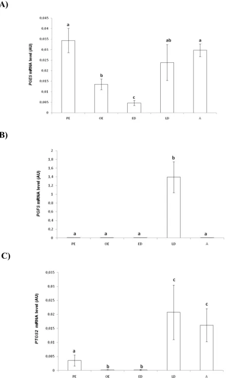 Figure 6 - Relative mRNA level (Arbitary Units, AU), evaluated by real-time PCR for  the genes  PGES (A)  PGFS (B) and  PTGS2 (C), in the endometrium of the bitch during  the oestrous cycle (n=19) 