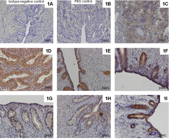 Figure  7  -  Immunostaining  of  TLR4  in  healthy  bitch  endometrium  during  the  oestrous cycle 