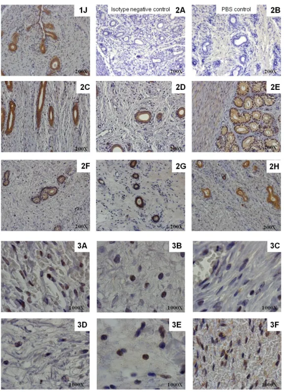 Figure 7 (continuation) - Immunostaining of TLR4 in healthy bitch endometrium during  the oestrous cycle  