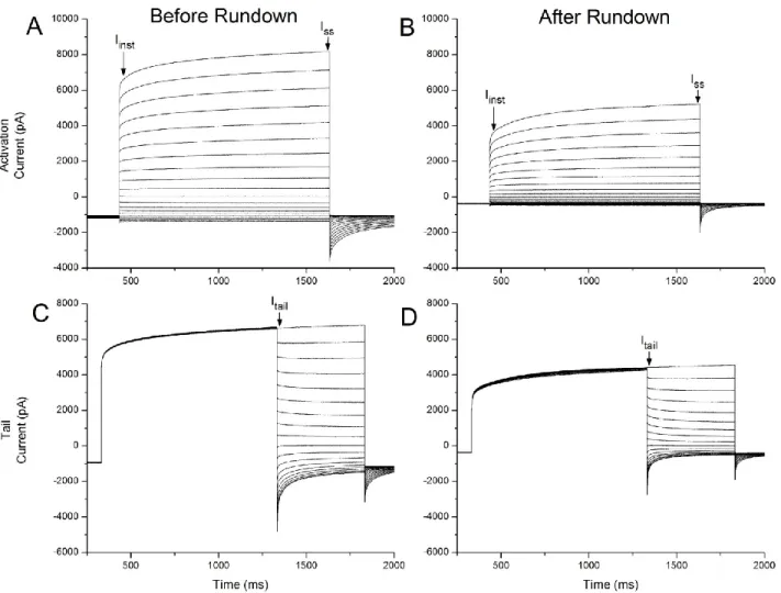 Figure  2  –  Typical  Arabidopsis  thaliana  wild  type  activation  and  tail  currents,  before  and  after  rundown  under  control  condition