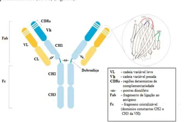 Figura 1. Desenho esquemático da estrutura de um anticorpo. (Adaptado de SIMI, 2014) 
