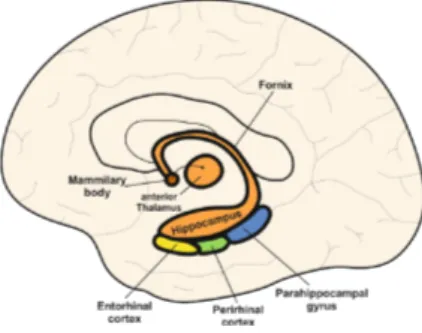 Figure 1.1: A schematic sagittal view of the human brain, with a focus on the MTL and associated structures