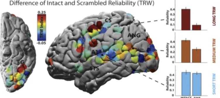 Figure 1.5: Reliability difference between intact and scrambled movies. Shorter TRWs are predominantly found closer to primary sensory areas, while longer TRWs further away from these areas