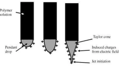 Figure 2: Schematic illustration of the Taylor cone formation (9).