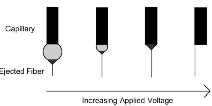 Figure 5: Effect of varying the applied voltage on the formation of the Taylor cone (13)