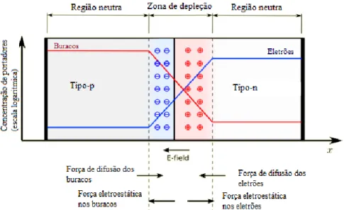 Figura 2-6: Esquema representativo da junção p-n. Adaptado de Circuits Today, 2014 [10]