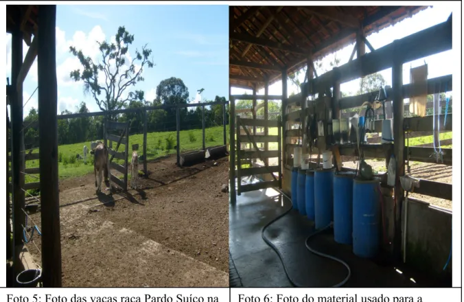 Foto 5: Foto das vacas raça Pardo Suíço na  Fazenda Pica-Pau 