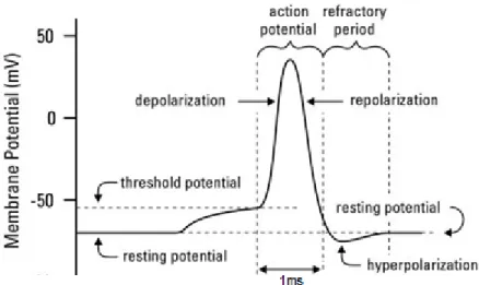 Figure 2.5: Illustration of the change in membrane potential during a typical intra- intra-cellular recorded action potential