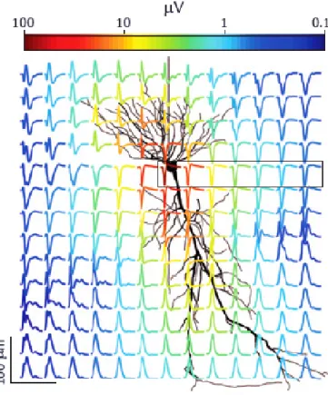Figure 2.7: Variation in the observed extracellular action potential profile from a pyramidal cell with spatial position