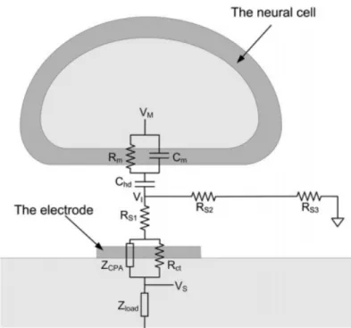 Figure 2.11: Electrical equivalent circuit of the cell-electrode interface. Extracted from [51].
