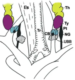 Figure 1. Schematic representation of the anatomic location of foregut endoderm-derived glands in adult  chicken