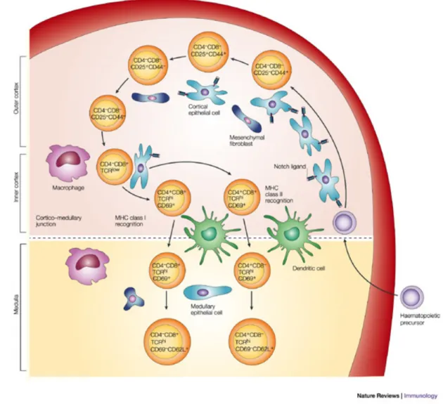 Figure  2.  Thymocytes  maturation  pathway.  The  thymic  architecture  is  organized  into  discrete  cortical  and  medullary  areas,  each  of  which  is  characterized  by  the  presence  of  particular  stromal  cell  types,  as  well  as  thymocyte 