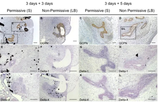 Figure  5.  Delta-1  and  Delta-4  expression  in  the  grafted  quail  endoderm  and  surrounding  chick  mesenchyme  of  chimeric  embryos