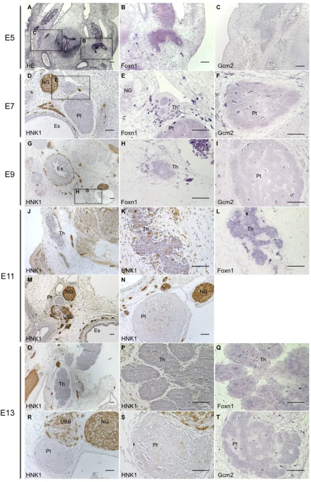 Figure  6.  The  expression  of  Foxn1  and  Gcm2  in  developing  epithelia  of  the  thymus  and  parathyroid  glands in chicken embryos