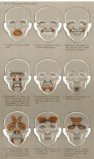 Figura 6 Principais músculos intervenientes   das expressões faciais originadas por emoções  