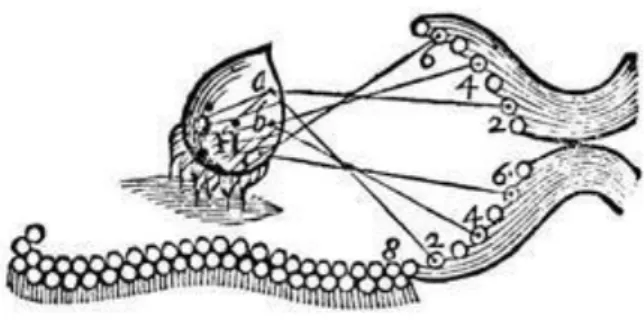 Figura 1. Ação desempenhada pela glândula pineal, uma ilustração de René Descartes  (Finger, 2000: 76)