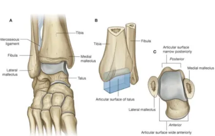 Figure 2.2: Bone structure of the ankle joint: A. Foot in plantar flexion (anterior view)