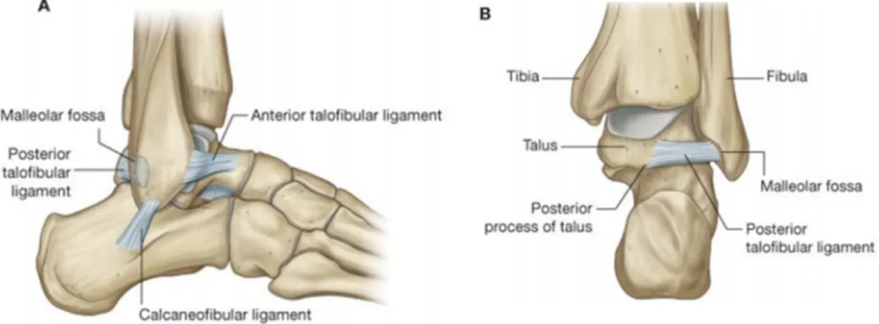 Figure 2.4: Lateral ligament of the ankle joint: A. Lateral View. B. Posterior View (From [23]).
