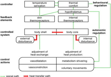 Figure 2.8: Schematic representation of the human body thermoregulation process (From [31]).