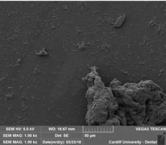 Figure  30:  SEM  Image  of  sample  T  at  30%  honey 