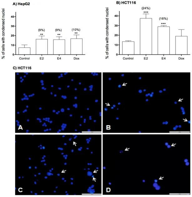 Figure 5. Effect of extracts E2, E4 and Dox (all three at IC 50 ) on the induction of nuclear chromatin  condensation  in  HepG2  (A)  and  HCT116  cells  (B)  by  the  nuclear  condensation  assay  after  48  h  of  incubation
