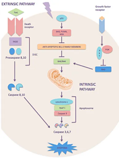 Figure 3 - The two major pathways of apoptosis: extrinsic or intrinsic pathway. 