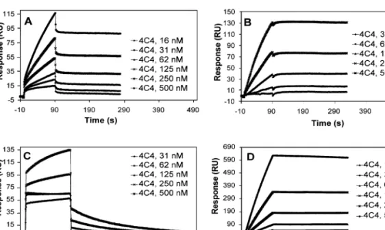 Fig. 2. Sensorgrams for the interactions between mAb 4C4 in solution and immobilized peptides: (A) A15S8c1, (B) A15Brescia, (C) A15S30, (D) cyc16S30.
