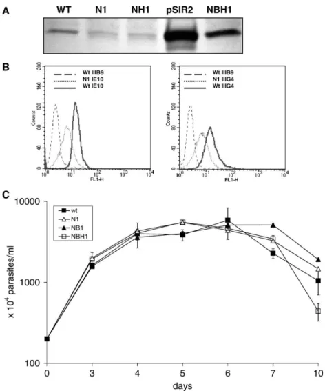 Fig. 5. Characterization of L. infantum LiSIR2 mutant promastigotes. (A) LiSIR2 protein synthesis examined in equal number (10 8 ) of viable log phase promastigotes, reacted with polyclonal antibody against LmSIR2 recombinant protein