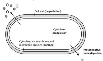 Figure 3 – Overview of locations and mode of EOs action: degradation of cell wall, damage of  cytoplasmic membrane and of membrane proteins, leakage of cell contents, coagulation of 