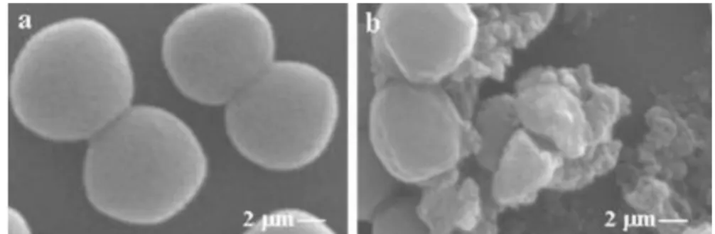Figure 4 - Scanning electron micrographs of S. aureus. At the left (a) the bacteria were not exposed  to EOs and at the right (b) exposition effects can be observed (Cleistocalys operculatus buds EO at 