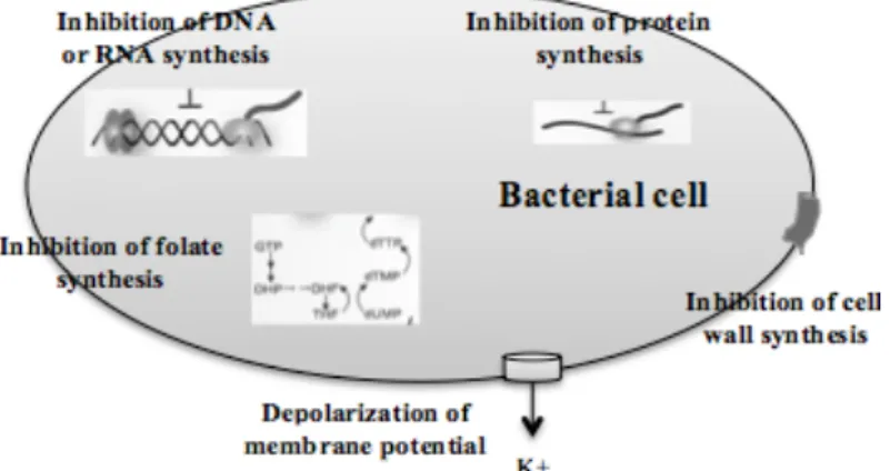 Figure   1.   Traditional   targets   of   antimicrobial   compounds. 