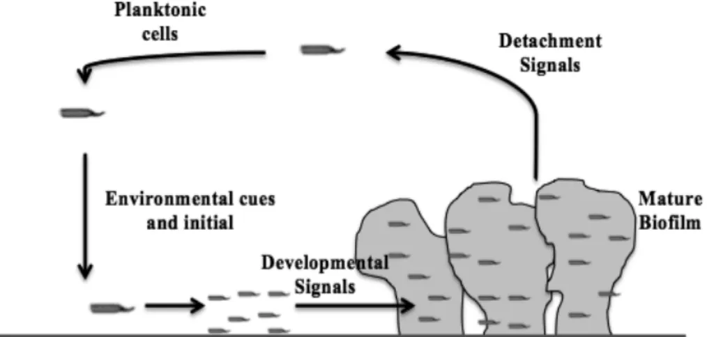 Figure   2.   Model   of   biofilm   development.   Planktonic   cells   contact   with   surface   resulting   in   the    formation   of   microcolonies
