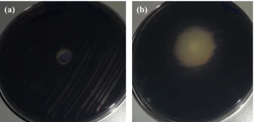 Figure   4.      Examples   of   results   obtained   with   quorum-­‐sensing   assay:   (a)   no   bioactivity   (SA    at   5000   µg/mL);   (b)   antibacterial   and   QSI   halos   are   observed   (I3C   at   5000   µg/mL)   