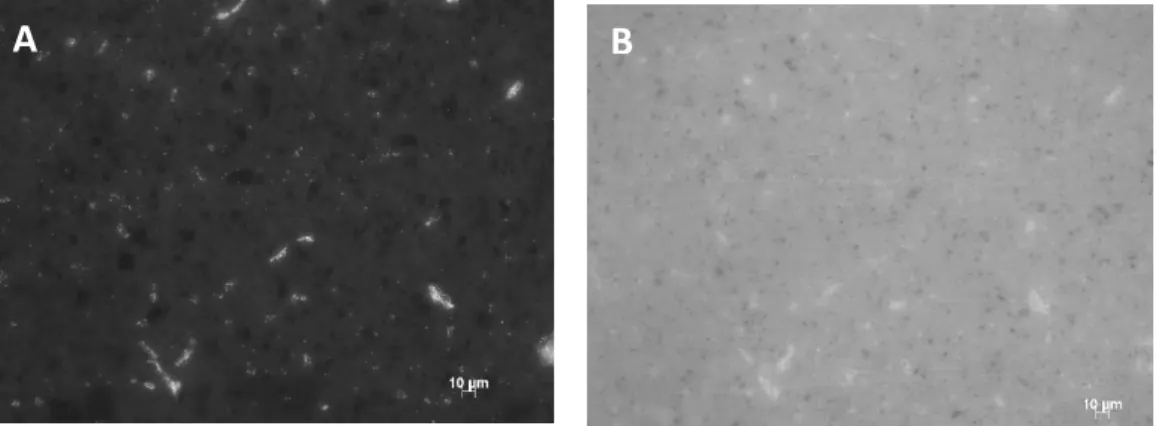 Figure 19. Representative fluorescence pictures of PU/GNP-M5 0,5 wt% stained with propidium iodide (PI)  (A) and Syto9 (B)