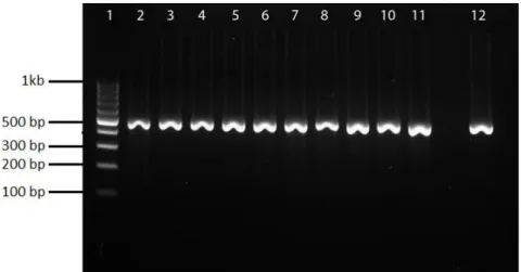 Figure  3.  Amplification  of  int1  gene  in  Salmonella  isolates.  Lane  1,  100  bp  DNA  Ladder
