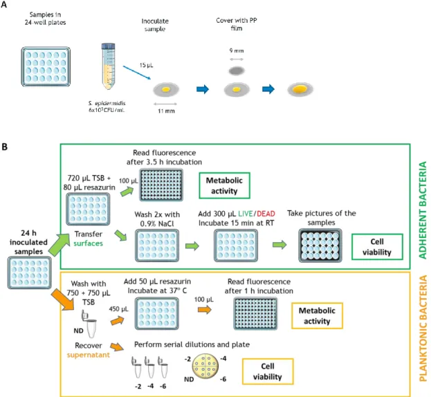 Figure 8. Schematics of the antibacterial assay. (A) Surface inoculation and PP film placement for forcing  contact with the inoculum; (B) Testing after 24 h incubation