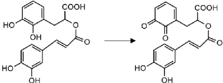 Figure 3 - Example of rosmarinic acid oxidation to the respective quinone 