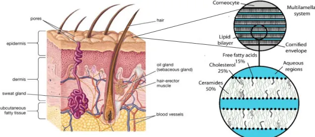 Figure 5 - Schematic representation of skin structure [192], [193]. 