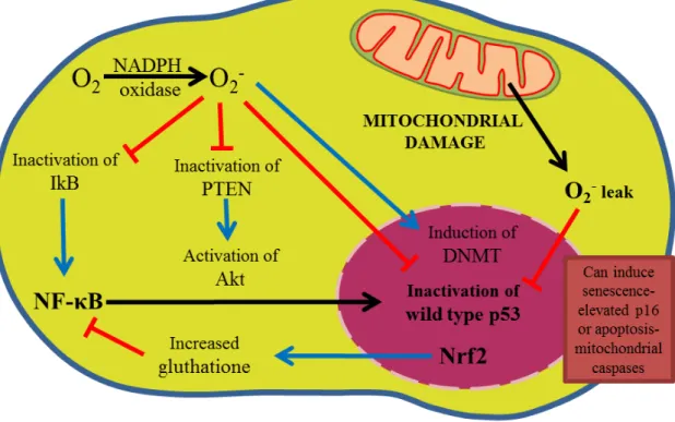 Figure 1. Overview of reactive oxygen signaling. Superoxide, which can arise from NADPH oxidases  action or mitochondrial leak, oxidatively inactivate p53, PTEN, and IkB, leading to Akt and NF-κB  activation