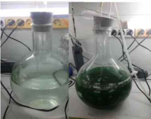 Figure 1 – Culture of cyanobacteria. Left: after the inoculation (beginning of the culture)