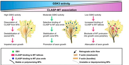 Figure 1 – GSK3 activity influence on CLASP-MT association 22 . Moderate GSK3 activity promotes axon growth, since  it secures CLASP2 MT stabilizing effects and does not trigger CLASP2-induced MT looping
