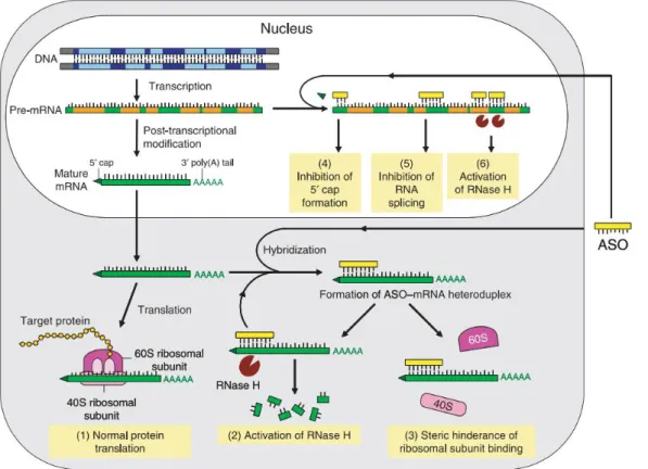 Figure 4 – Antisense mechanisms 42 . Not only are antisense oligonucleotides able to activate RNase H, they may also  interfere with RNA processing and translation mechanisms, lowering protein expression levels all the same