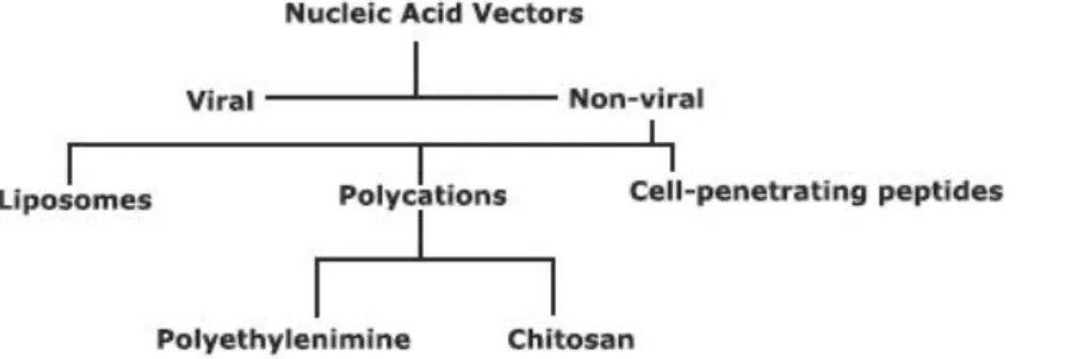 Figure 7 – Commonly used nucleic acid vectors. 