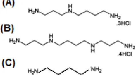 Figure 6 – Molecular structure of (A) Spermidine, (B) Spermine and (C) Putrescine. Adapted from (43)