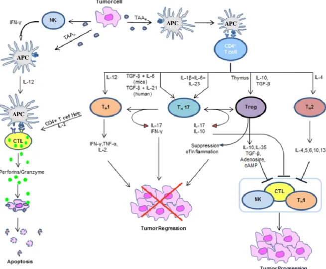 Figure  5: Schematic presentation of the role of immune system in cancer.  Legend: APC indicates antigen  - -presenting  cell;  CTL,  cytotoxic  T  lymphocyte  or  CD8+  T  cell;  NK,  natural  killer  cell;  Th,  T  helper  cell;  Treg,  regulatory T cell