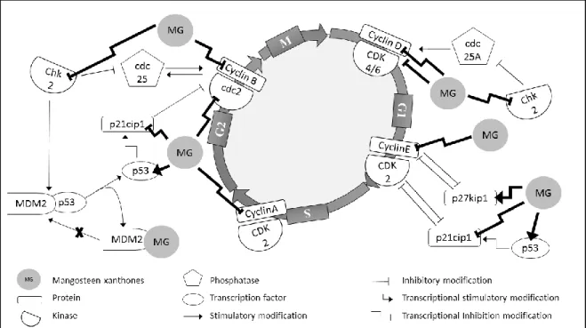 Figure  8 Effect of xanthones of mangosteen at different stages of cell cycle regulation