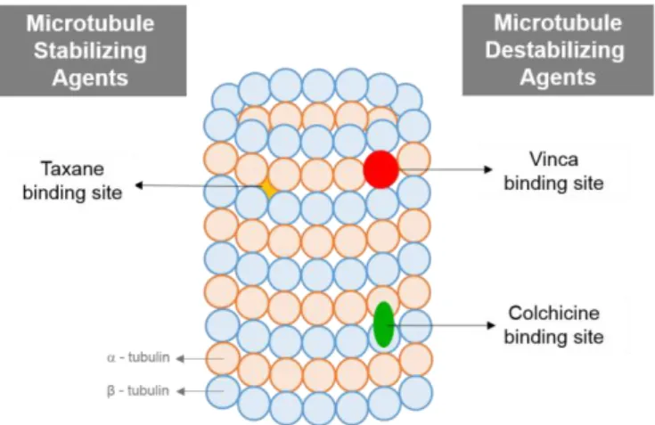 Figure 2. Tubulin binding sites. 