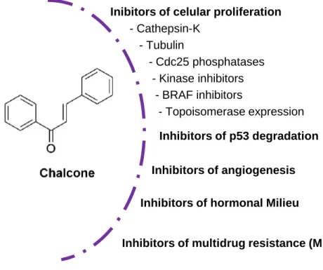 Figure 4. Some molecular targets described for chalcones antitumor activity. 
