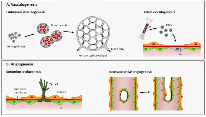 Figure 1.1. Mechanisms of blood vessel formation 